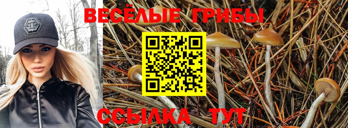 Галлюциногенные грибы прущие грибы Павлово